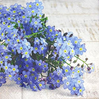 Forget Me Not